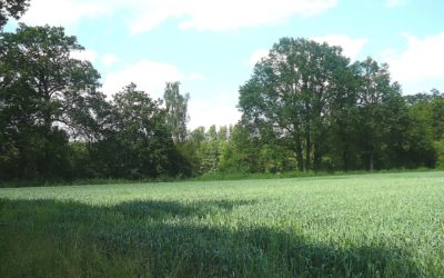 Bruckwiese, der Anger in der Pegnitzaue bei Ottensoos