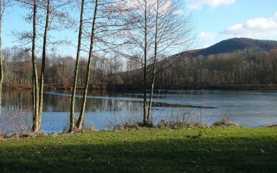 Die Baumwelt am Baggersee