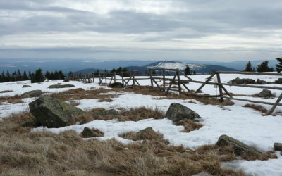 Der Brocken und seine Bäume