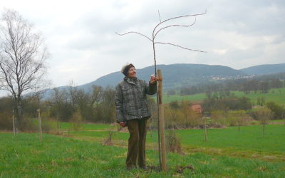 Besuch beim Sternapfelbaum