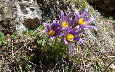 Ein blau-violett-grünes Wunder am Samstagmorgen