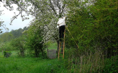 Die wundersame Vermehrung von Bienenvölkern im Obstsortengarten Hersbruck