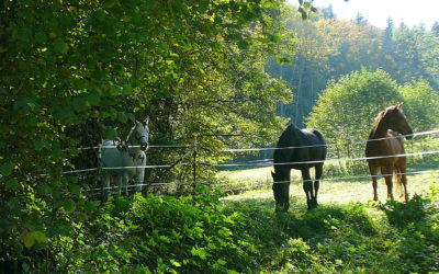 Das Ende des ‚Indian Summer‘ im Sittenbachtal