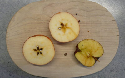 Äpfel von der Streuobstwiese Hersbruck in der Umweltschule Reichenschwand