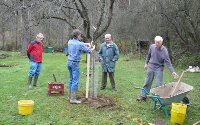 Einen Baum pflanzen in sechs Schritten