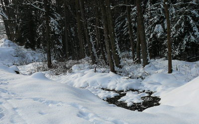 Der Geiteranger – der Hutanger bei Lauf