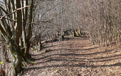 Rund ums Brandholz zwischen Hartenberg und Vorderhaslach