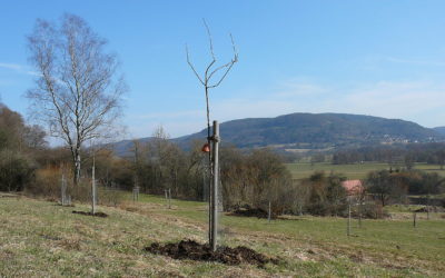 Die Veränderung meines Patenbäumchens Pomme Api étoilée in einem Jahr