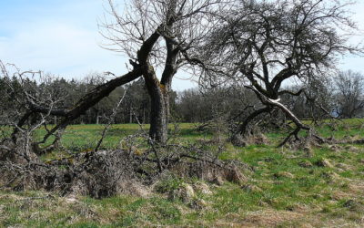 Der Hutanger „Hinterm Heuchlinger Berg“ bei Lauf a.d.Pegnitz