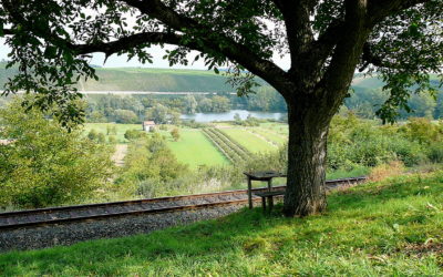 Quitten am Main? Es müssen nicht immer Weinreben sein!