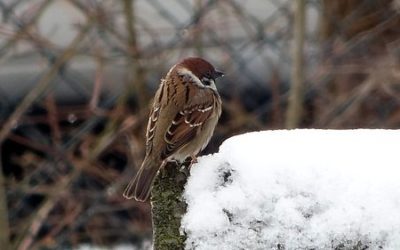 Heute in unserem Garten