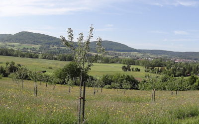 Die Streuobstwiese im Mai 2012