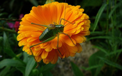 Heute in unserem Garten