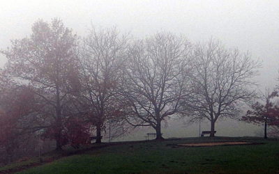 Bäume, Nebel und Hermann Hesse