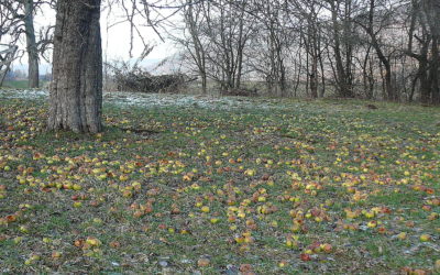 1000 Bäume für die Frankenalb: Nach der Kartierung folgen die Reiser