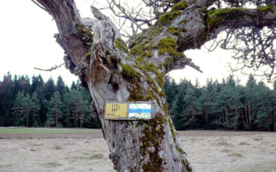 Der einsame alte Apfelbaum im Walleranger