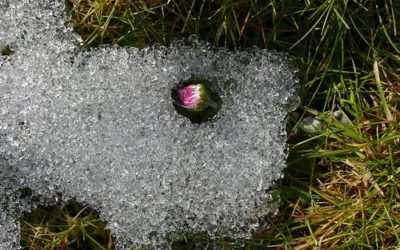 Guck, der Frühling ist da!