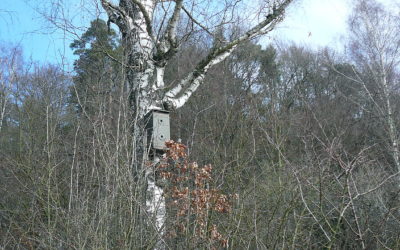 Newlook auf der Streuobstwiese in Hersbruck