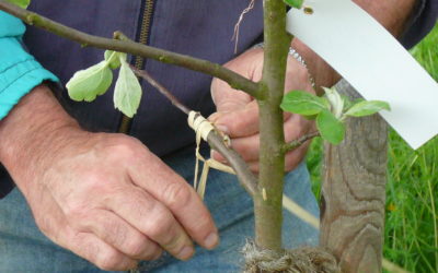 Überraschung: Baumveredler auf der Streuobstwiese