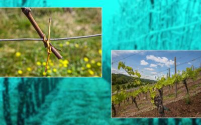 „Weinfranken“ – Multimediavortrag von Lothar Mayer zum Jubiläum bei den 20. Unterkrumbacher Werkstatt-Tagen